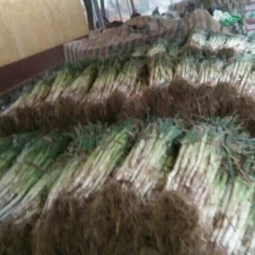 长白大葱30~40cm毛葱2cm左右