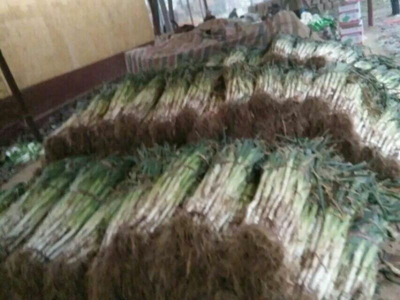 长白大葱30~40cm毛葱2cm左右