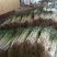 长白大葱30~40cm毛葱2cm左右