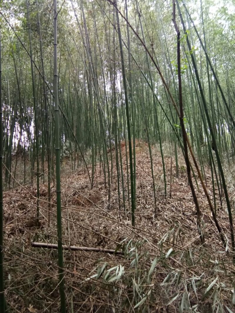 金竹6~7m