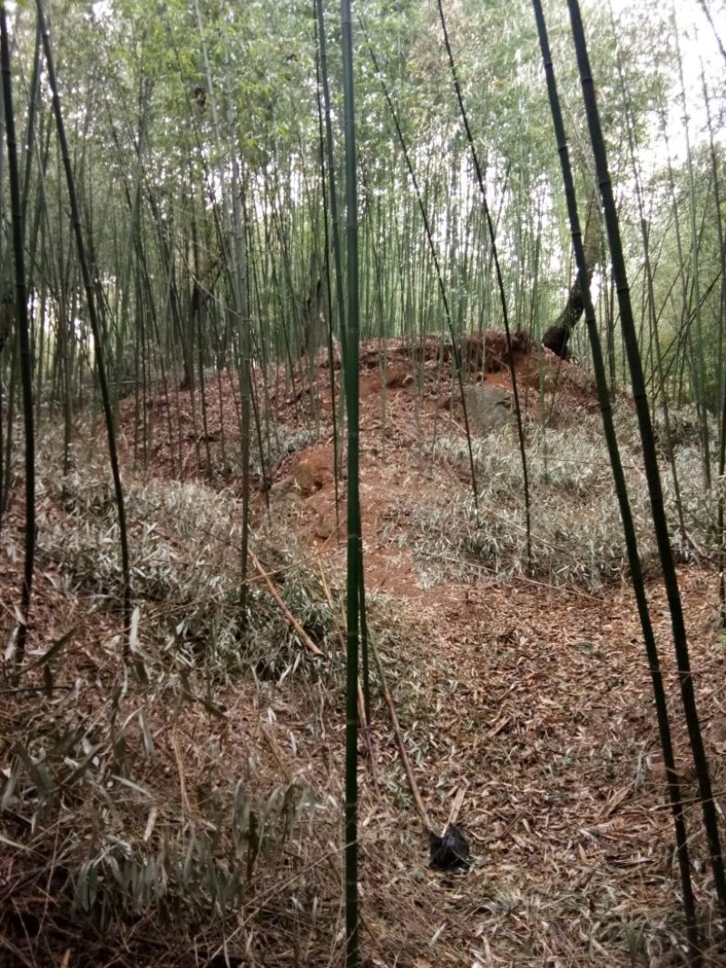 金竹6~7m