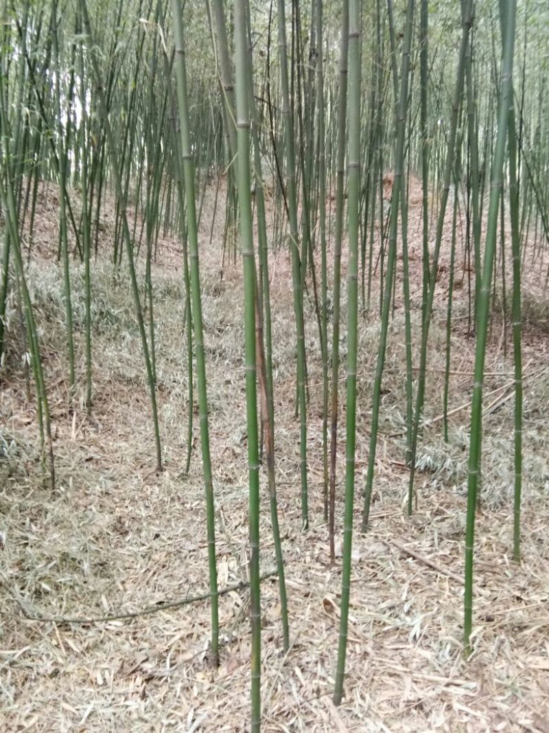 金竹4~5m
