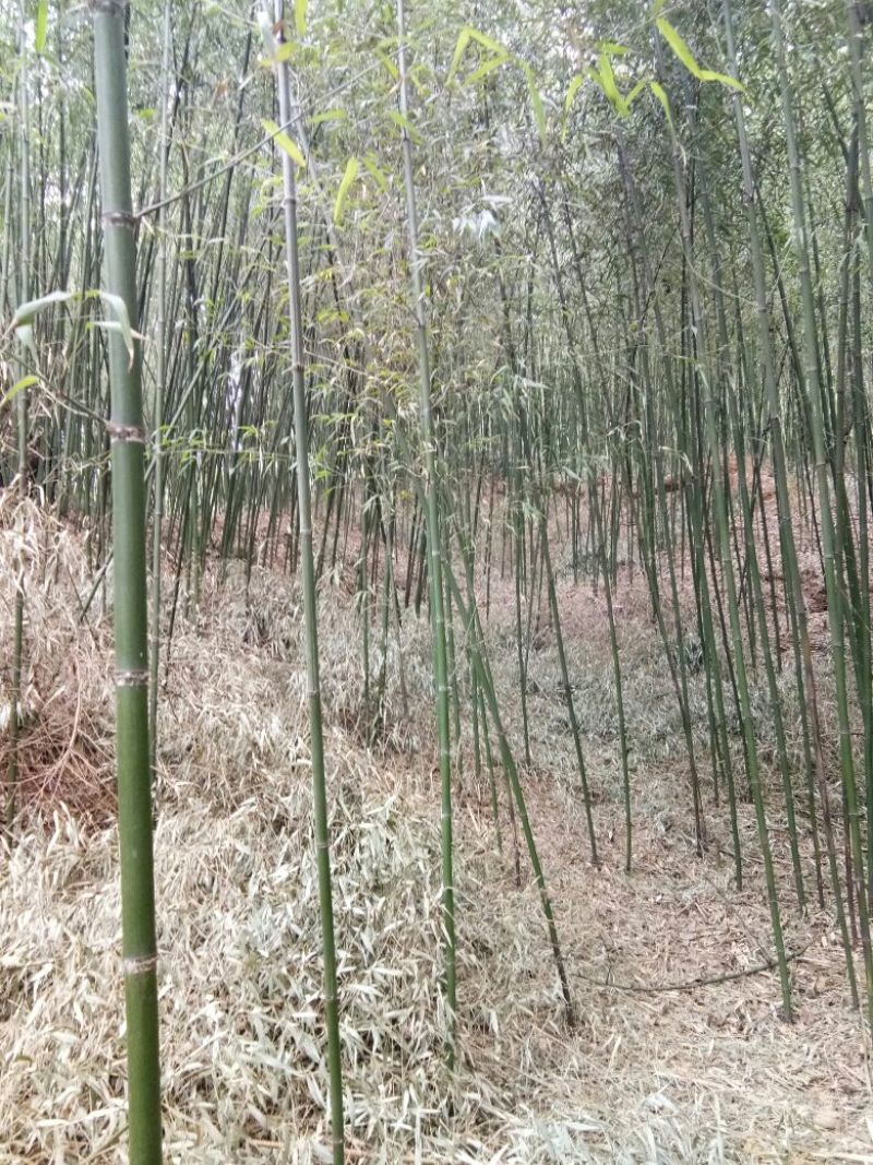 金竹4~5m