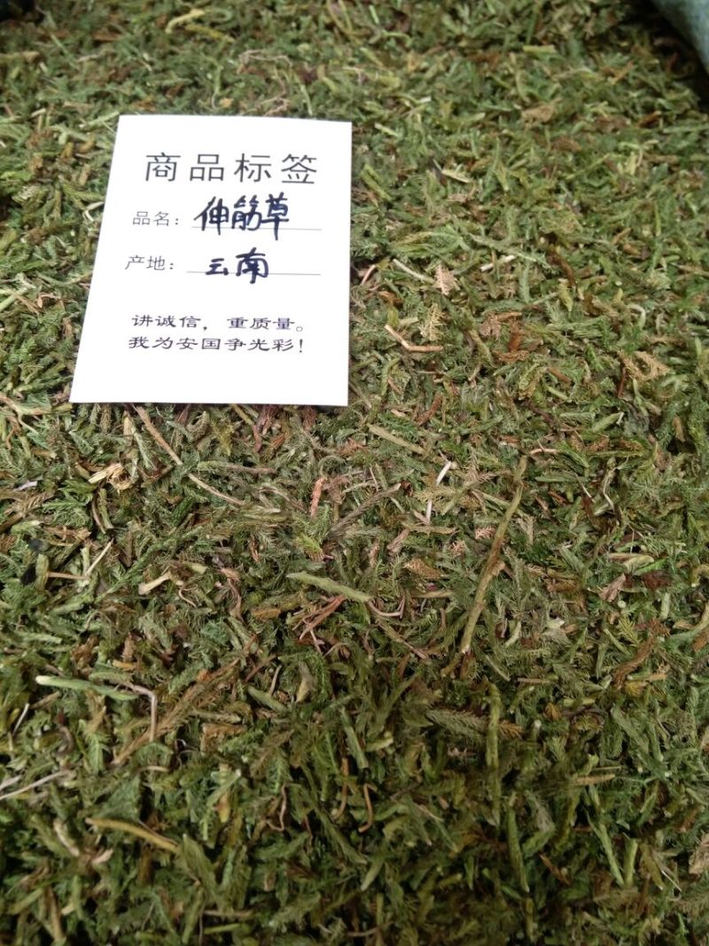 伸筋草云南干货2斤包邮量大从优常年经营中药材