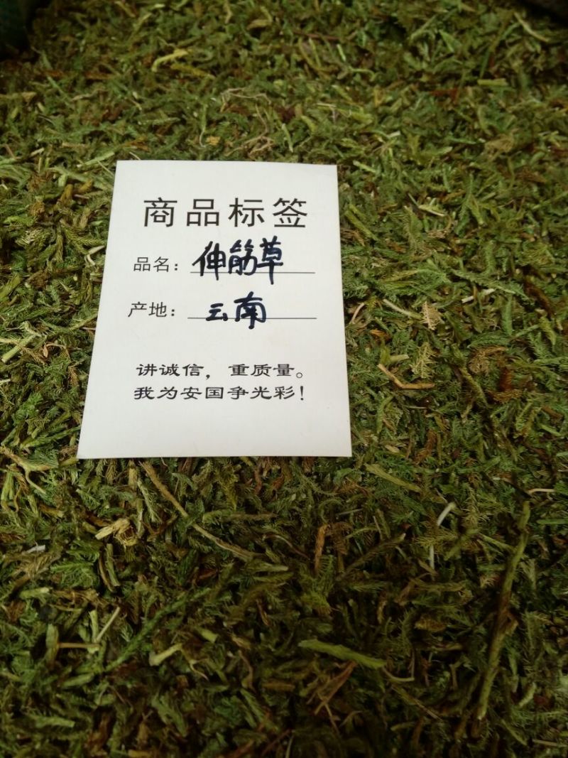 伸筋草云南干货2斤包邮量大从优常年经营中药材