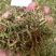 伸筋草云南干货2斤包邮量大从优常年经营中药材