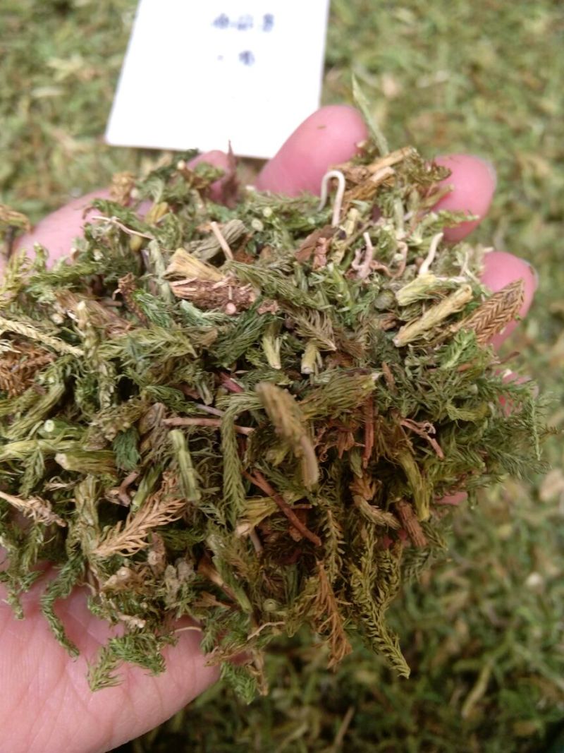 伸筋草云南干货2斤包邮量大从优常年经营中药材