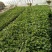 西瓜苗99%以上