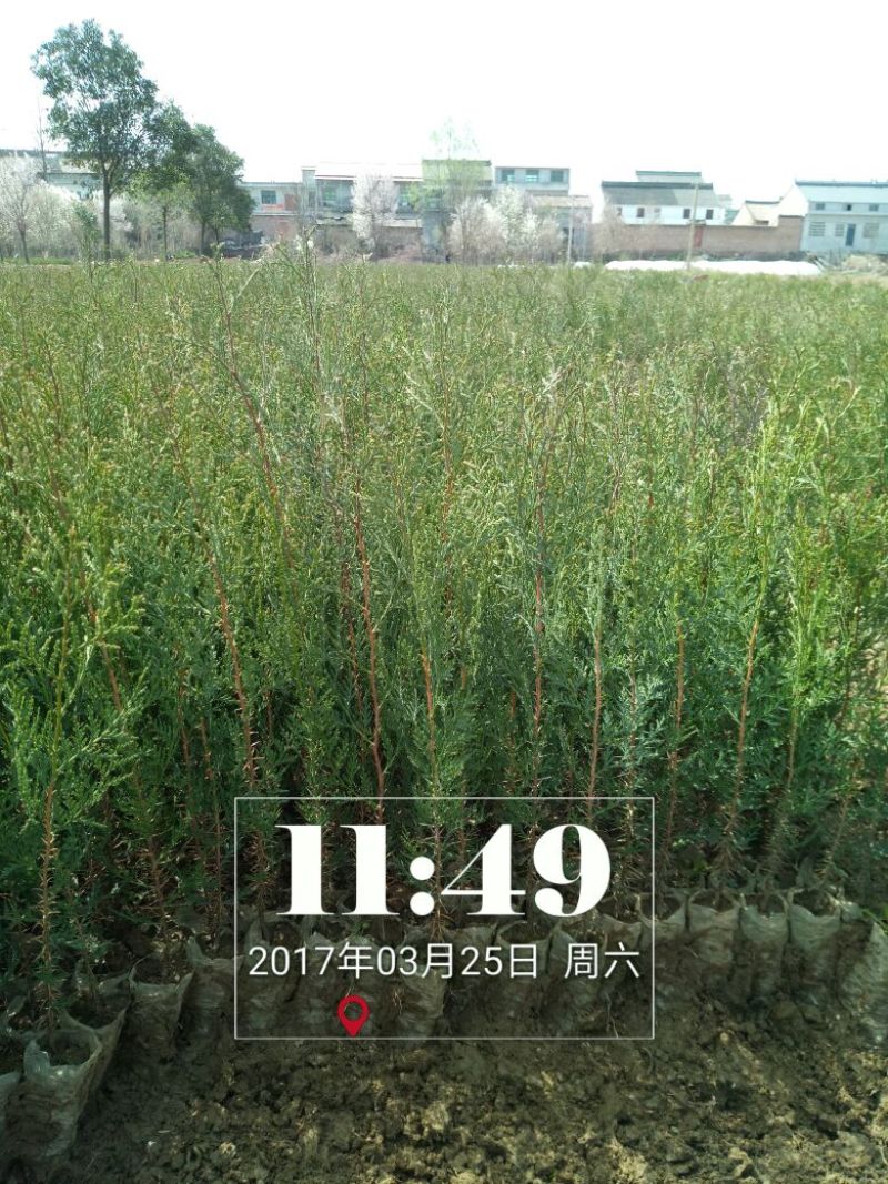 侧柏侧柏苗销售全国容器袋侧柏常年绿色支持线上交易