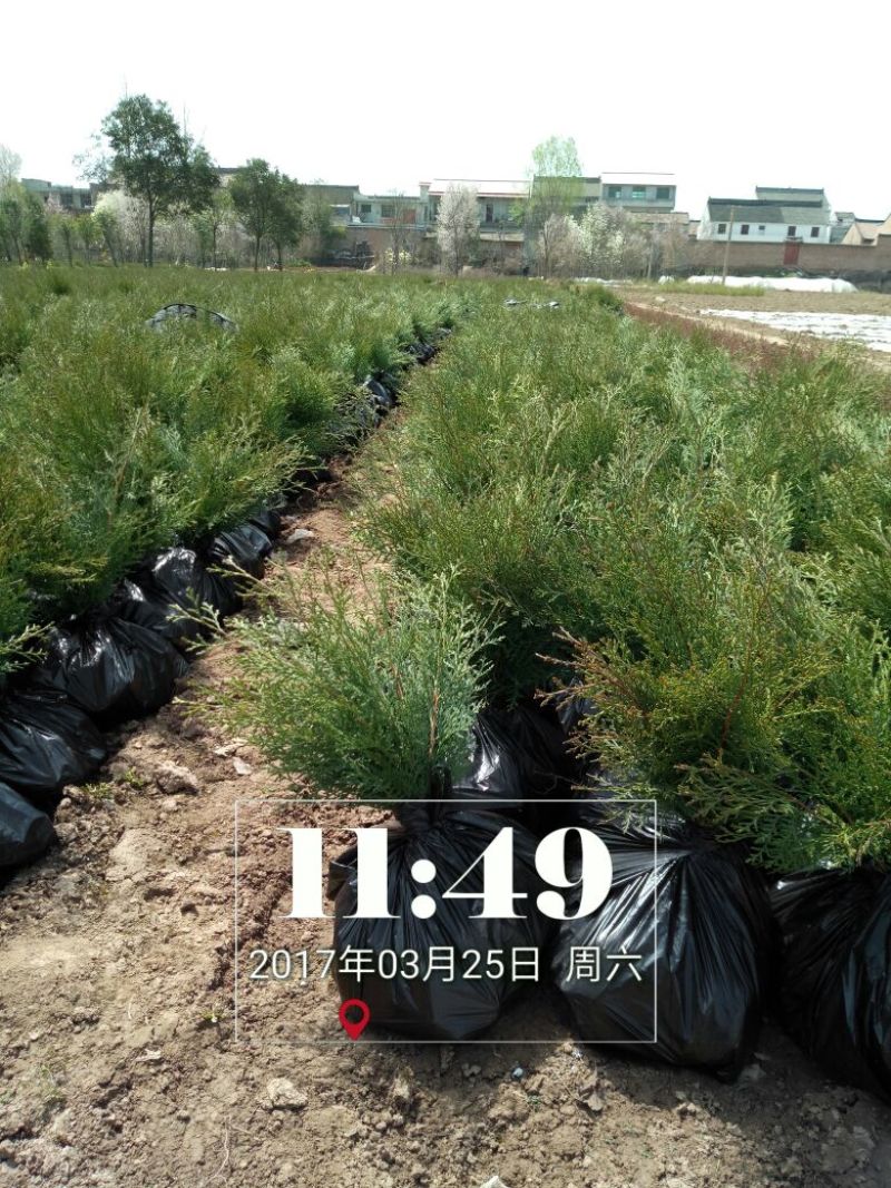 侧柏侧柏苗销售全国容器袋侧柏常年绿色支持线上交易