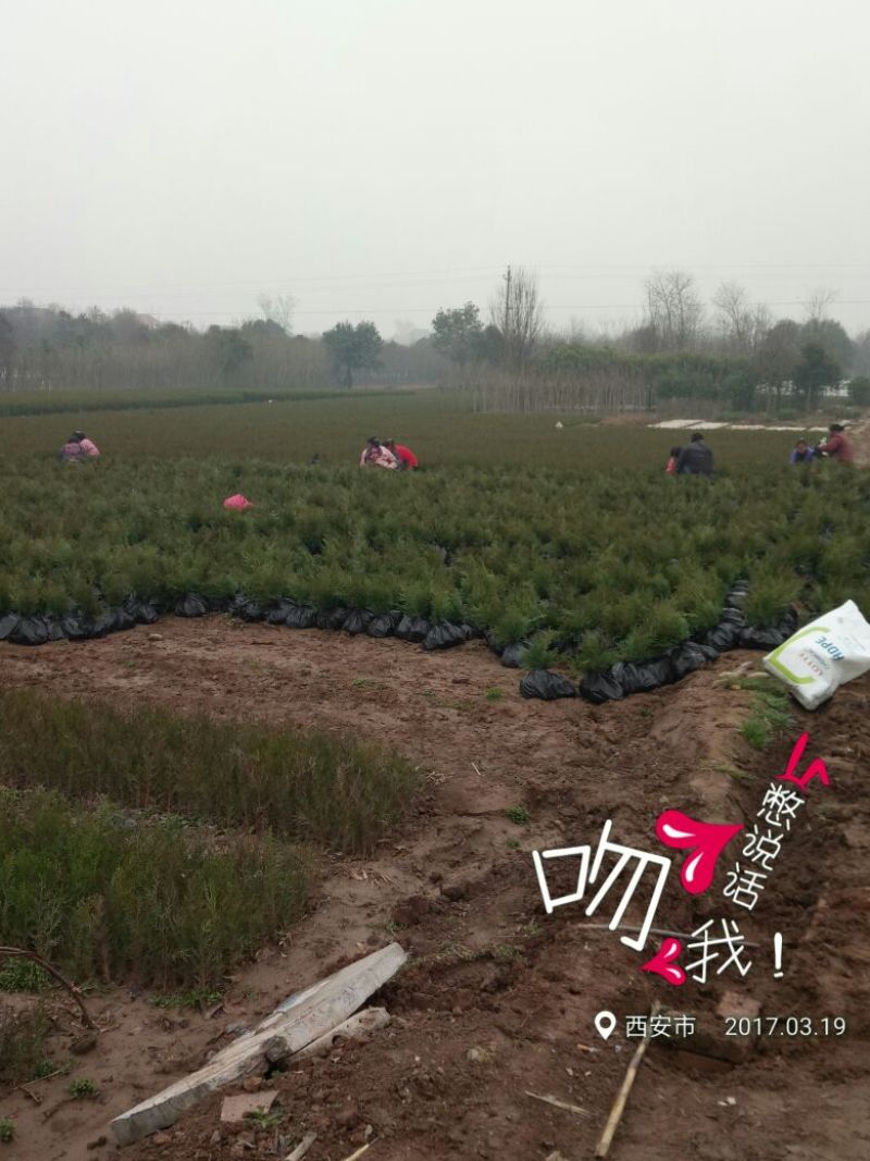 容器袋侧柏现场现挖农户直接发货一袋一苗苗粗种植面积大