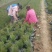 容器袋侧柏现场现挖农户直接发货一袋一苗苗粗种植面积大