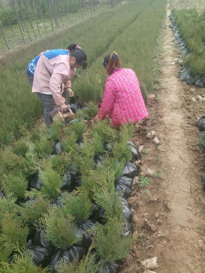 容器袋侧柏现场现挖农户直接发货一袋一苗苗粗种植面积大
