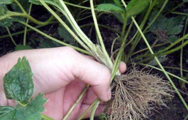 红颜草莓苗20~30cm
