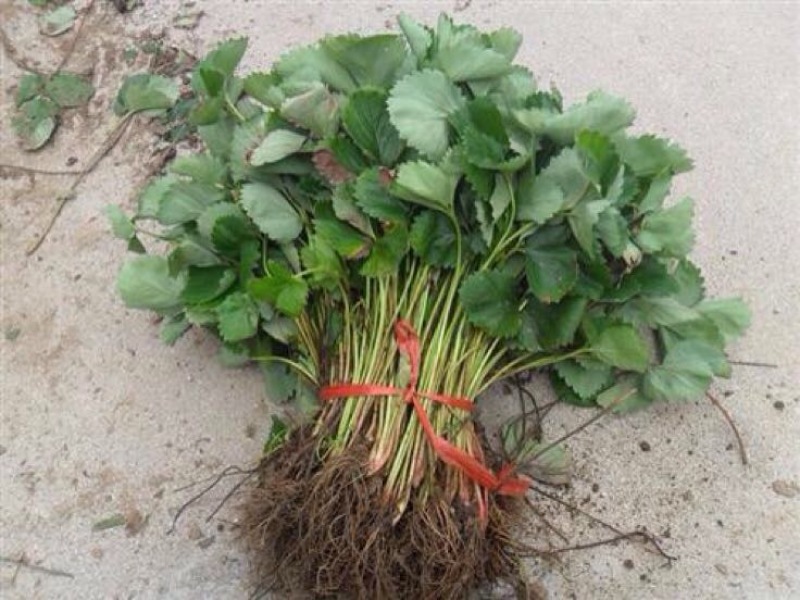 红颜草莓苗20~30cm
