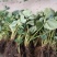 红颜草莓苗20~30cm