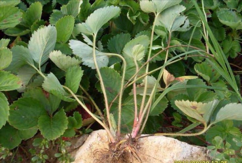 红颜草莓苗20~30cm