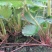 红颜草莓苗20~30cm