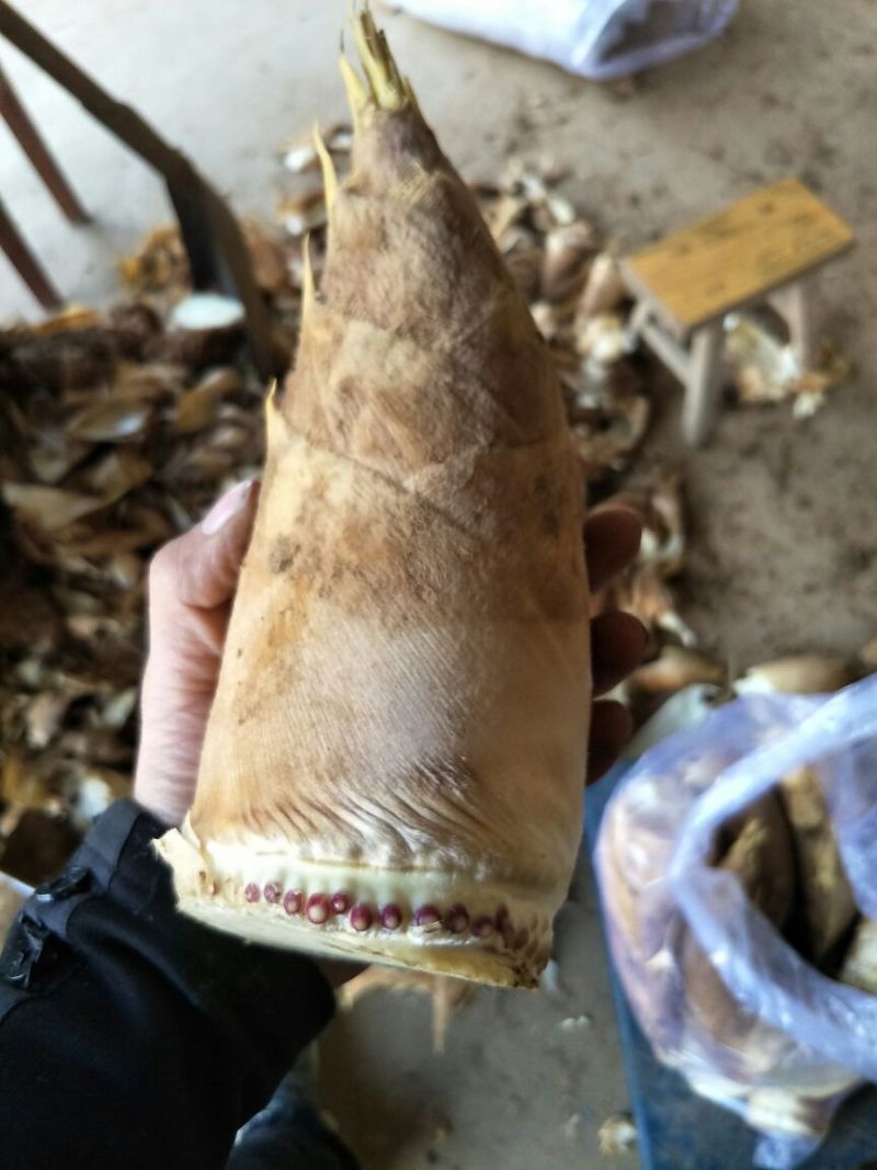 毛竹春笋15~20cm