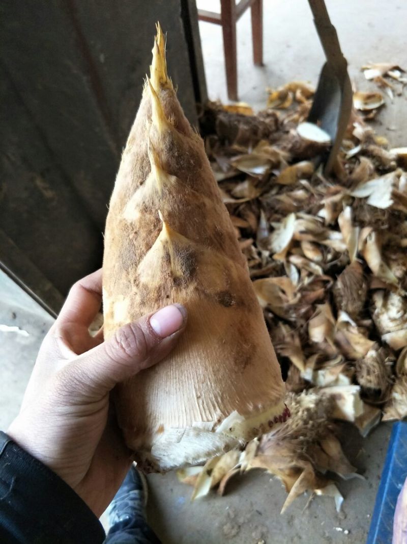 毛竹春笋15~20cm