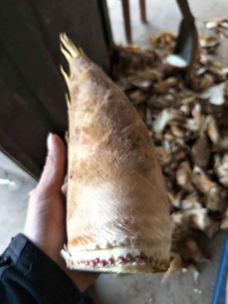 毛竹春笋15~20cm