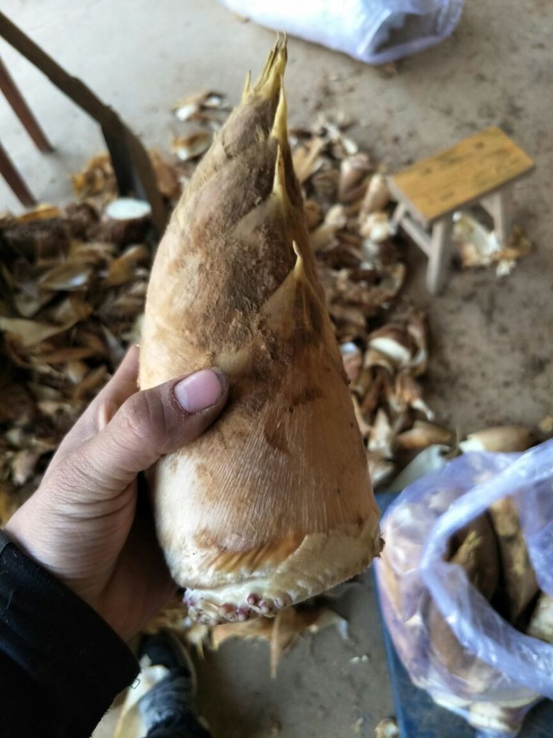 毛竹春笋15~20cm