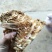 毛竹春笋15~20cm