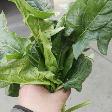 越冬菠菜35~40厘米