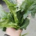 越冬菠菜35~40厘米