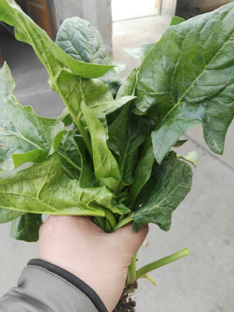 越冬菠菜35~40厘米