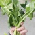 越冬菠菜35~40厘米