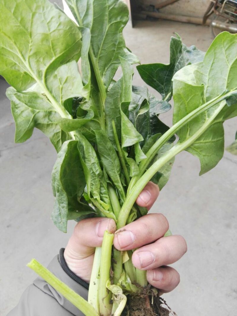 越冬菠菜35~40厘米