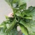 越冬菠菜35~40厘米