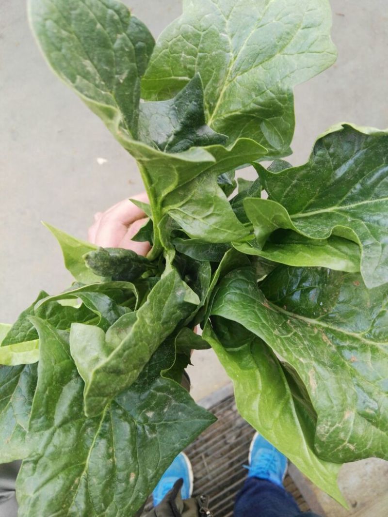 越冬菠菜35~40厘米