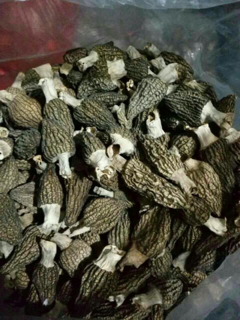 干羊肚菌中上通货