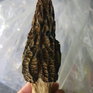 干羊肚菌中上通货