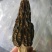 干羊肚菌中上通货