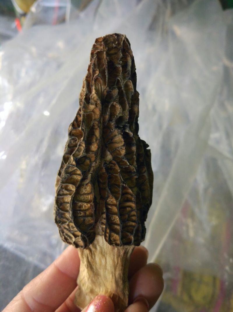 干羊肚菌中上通货