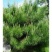 油松2~4cm4cm以下1.5~2米