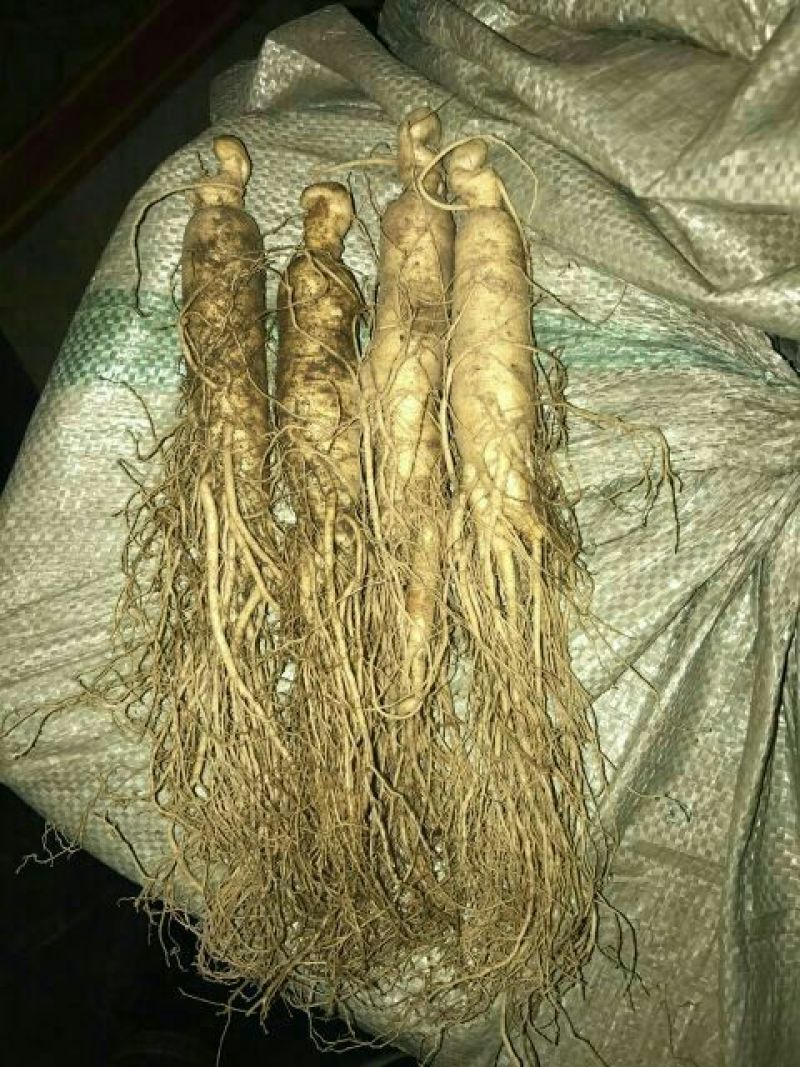 人参鲜