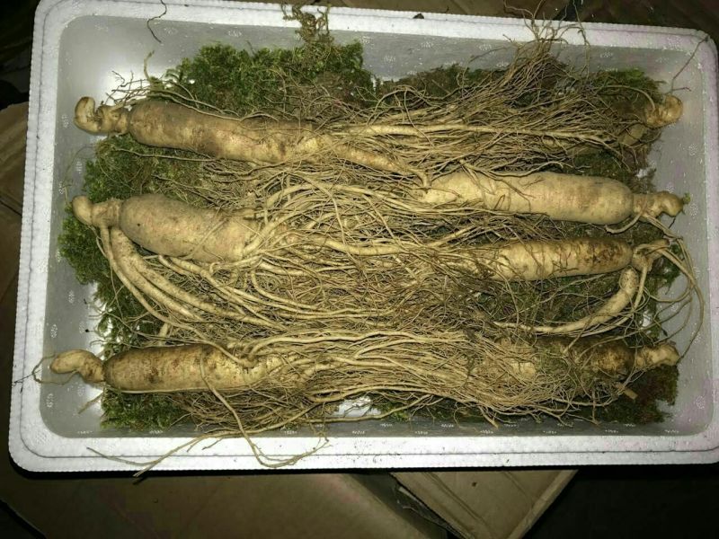 人参鲜