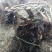 映山红5cm以下