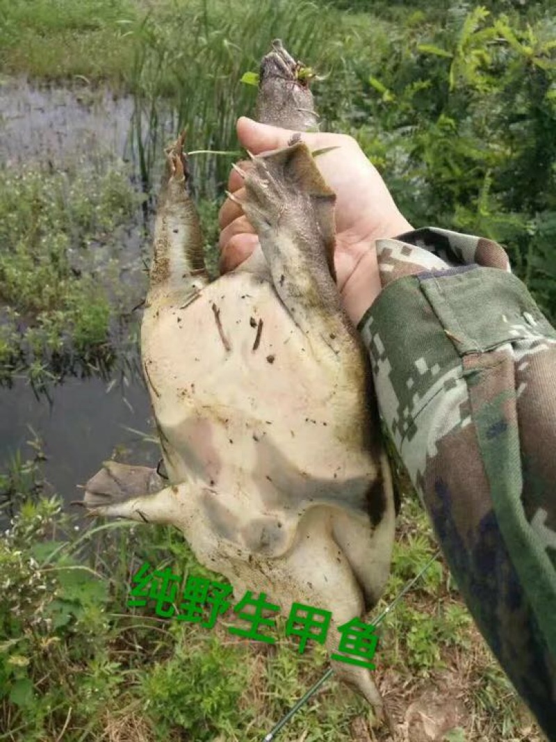 野生甲鱼