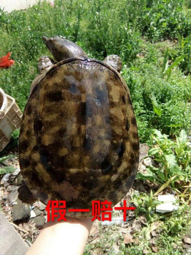 野生甲鱼