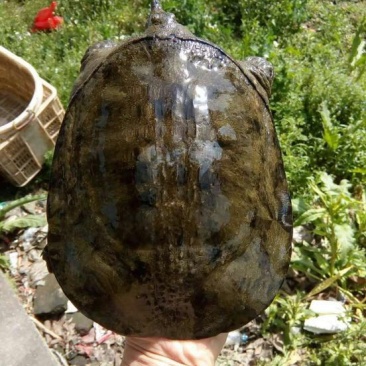 野生甲鱼