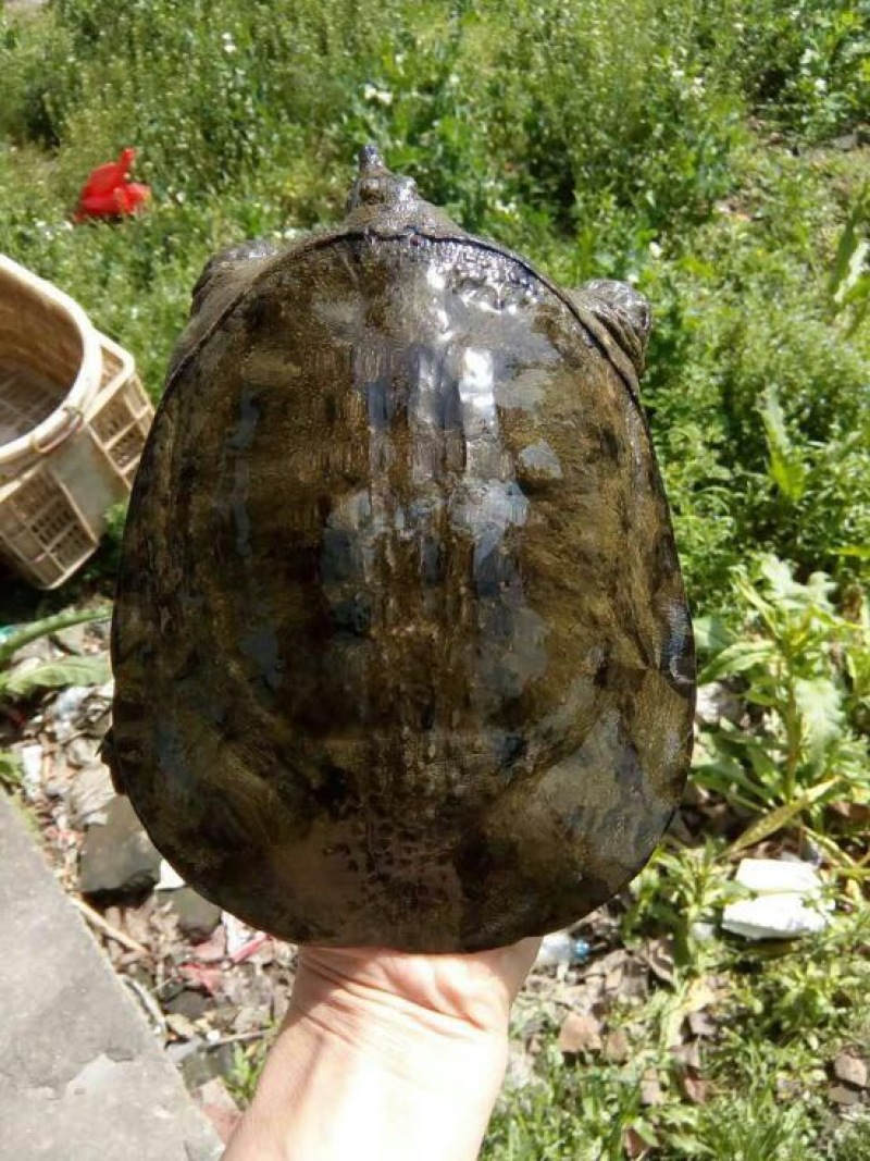 野生甲鱼