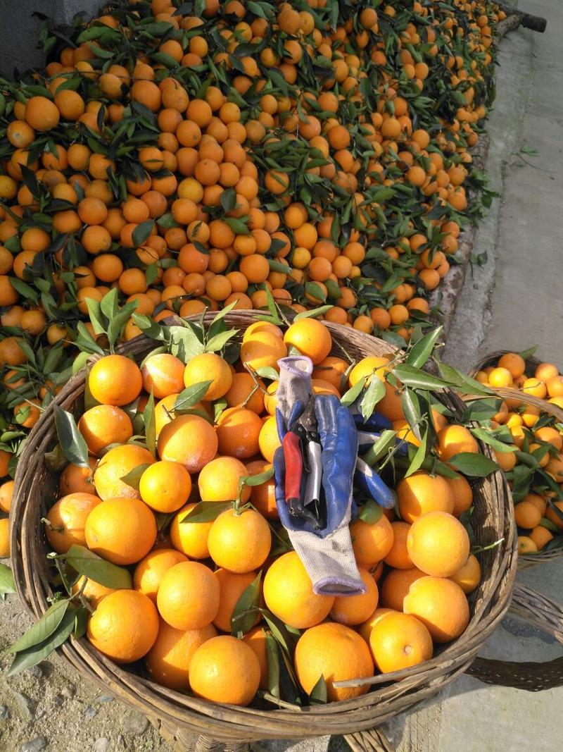 叶橙产地直销🍊，又大又甜🔥诚信代办。按需采摘批发销