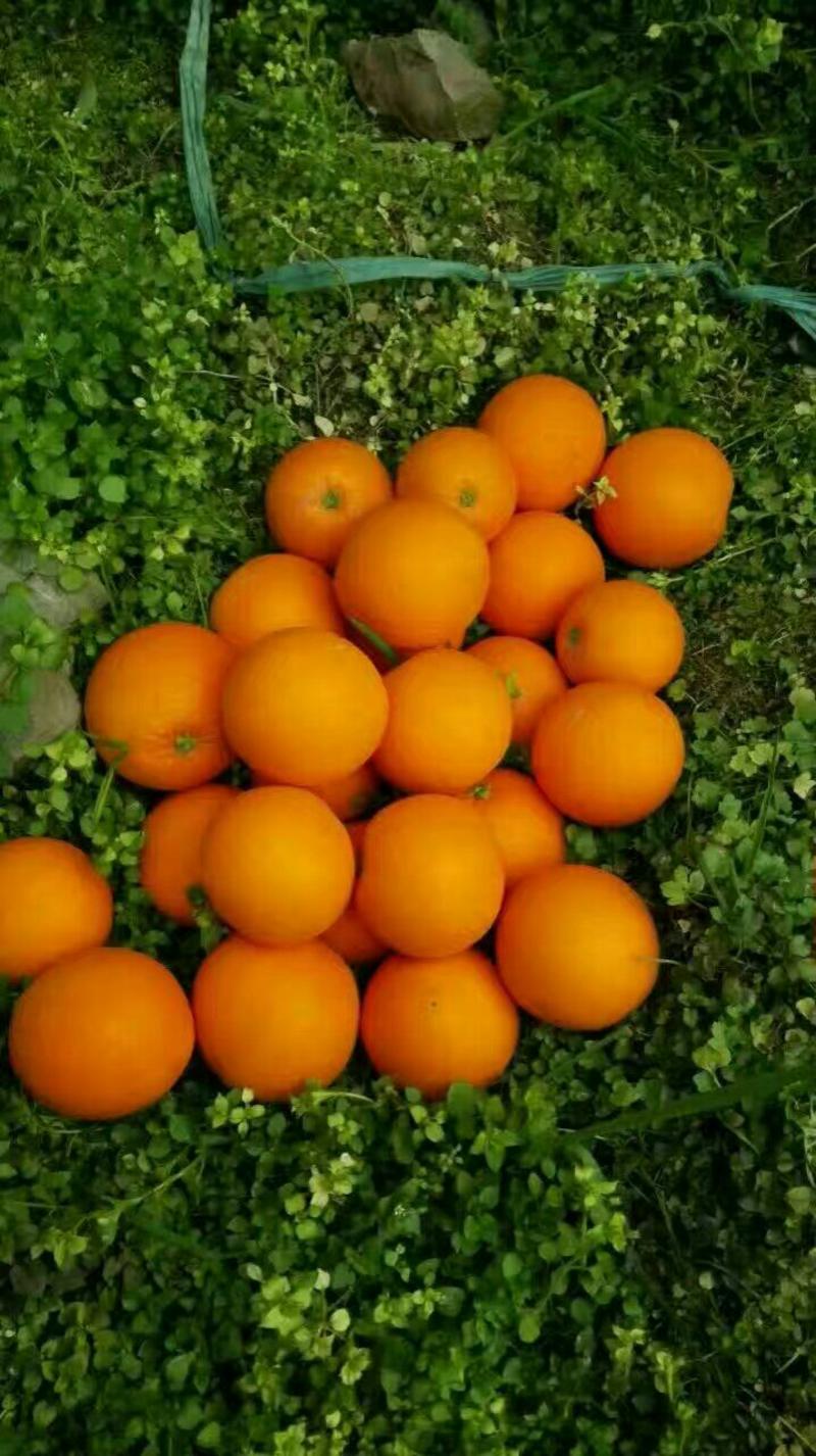 叶橙产地直销🍊，又大又甜🔥诚信代办。按需采摘批发销