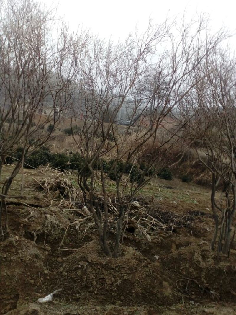 映山红5cm以下