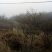 映山红5cm以下